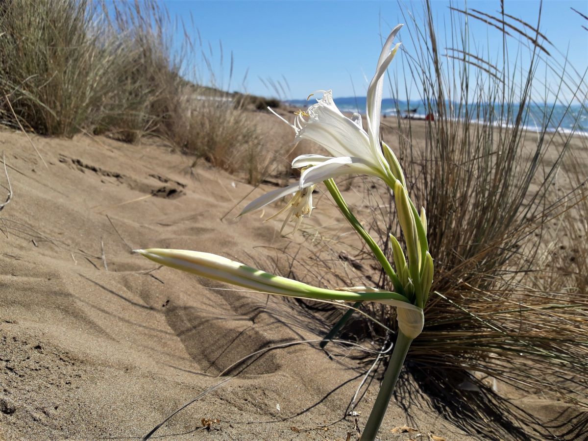 Foto dell'erba Pancratium maritimum