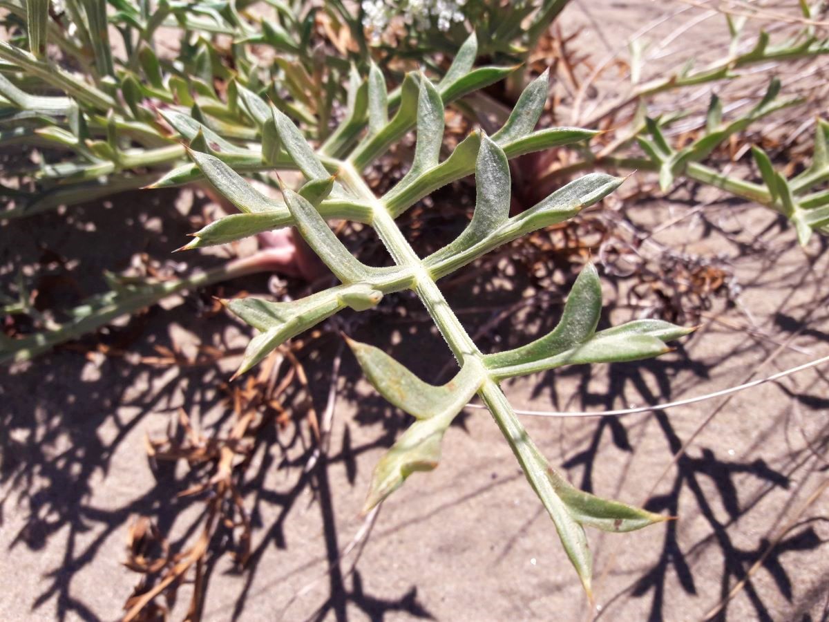 Dettaglio 2: Foglie tipicamente spinose