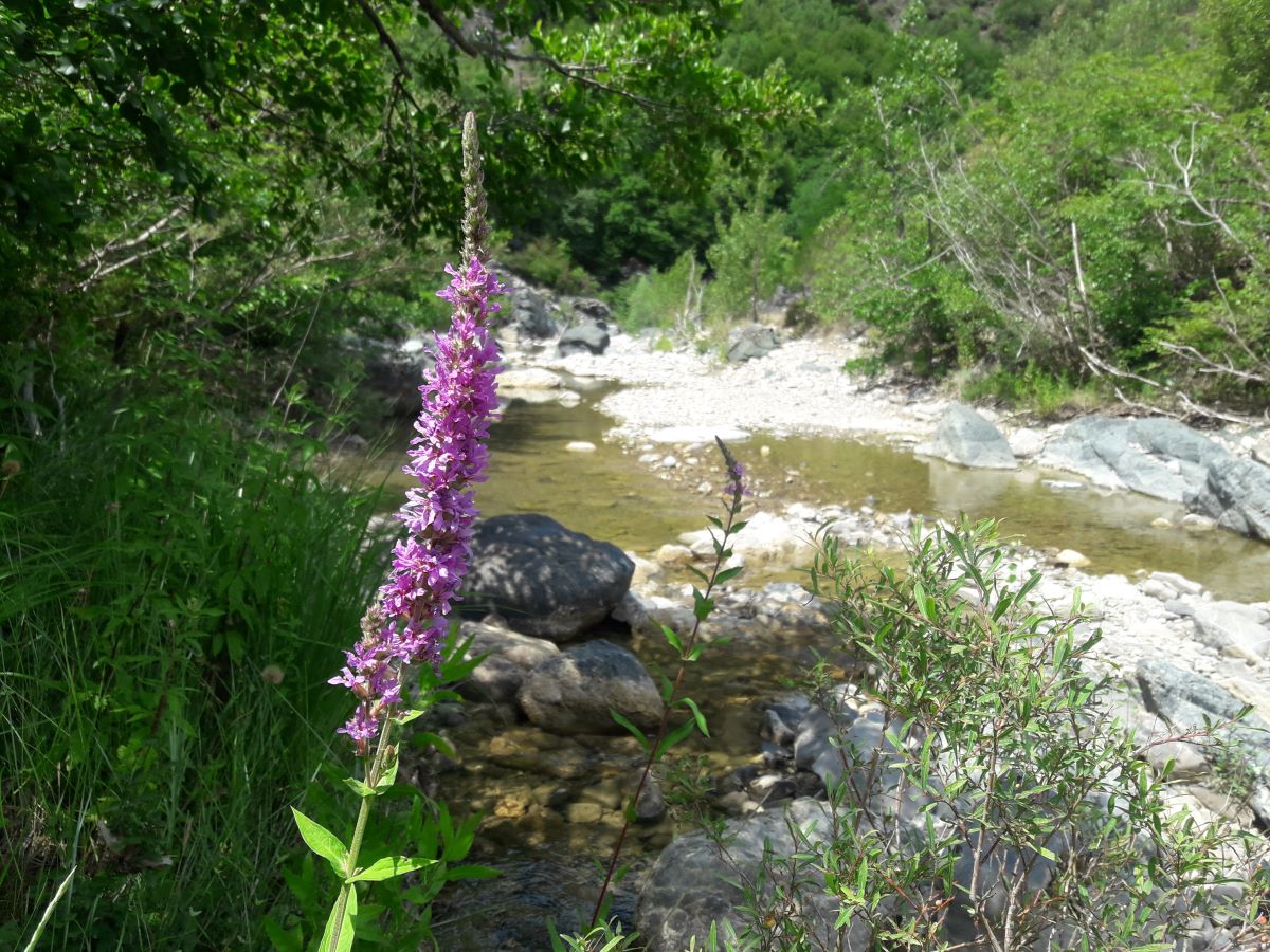 Foto dell'erba Lythrum salicaria