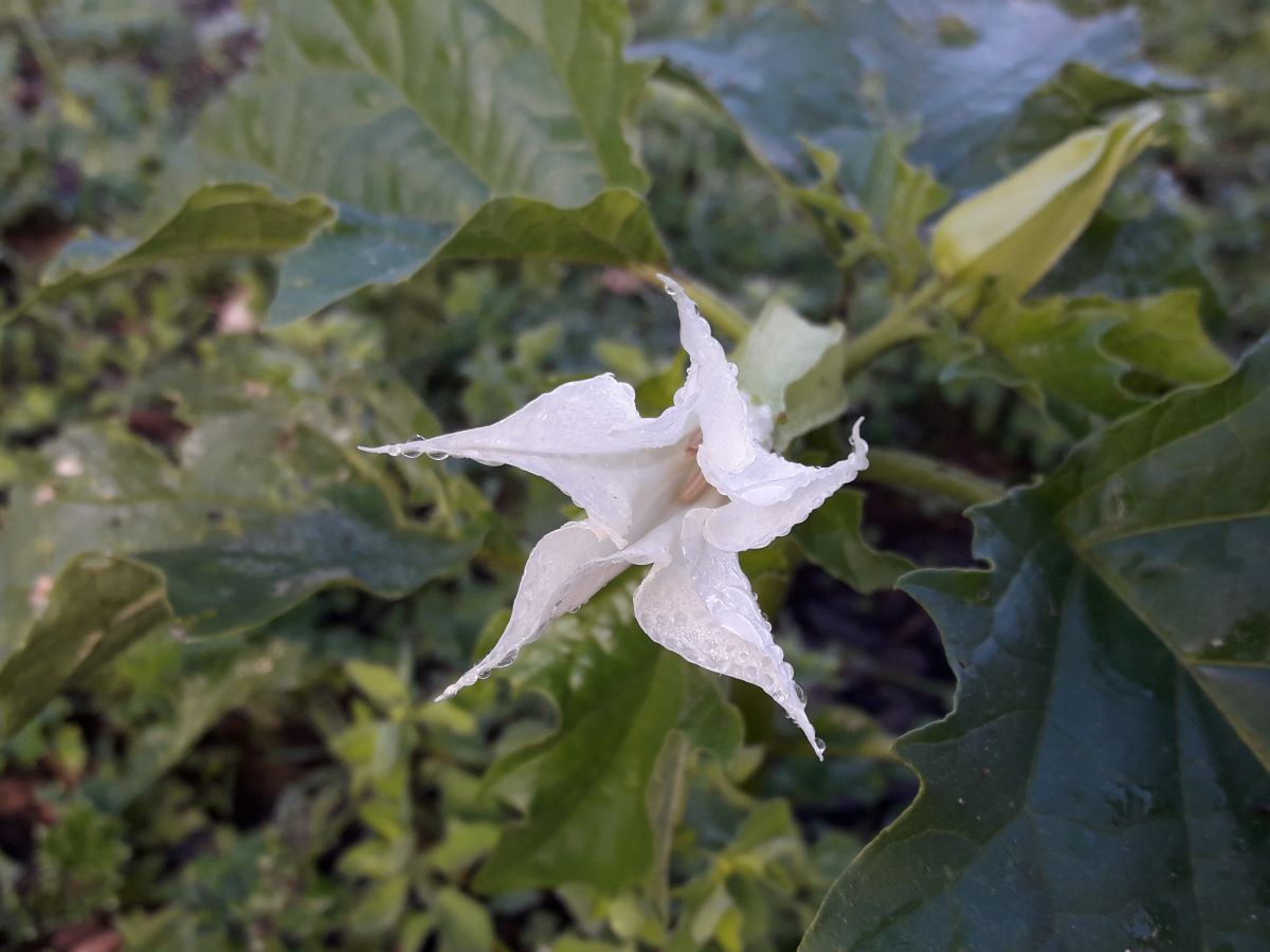 Dettaglio 1: Fiore a lungo calice, che di giorno rimane chiuso per aprirsi la notte