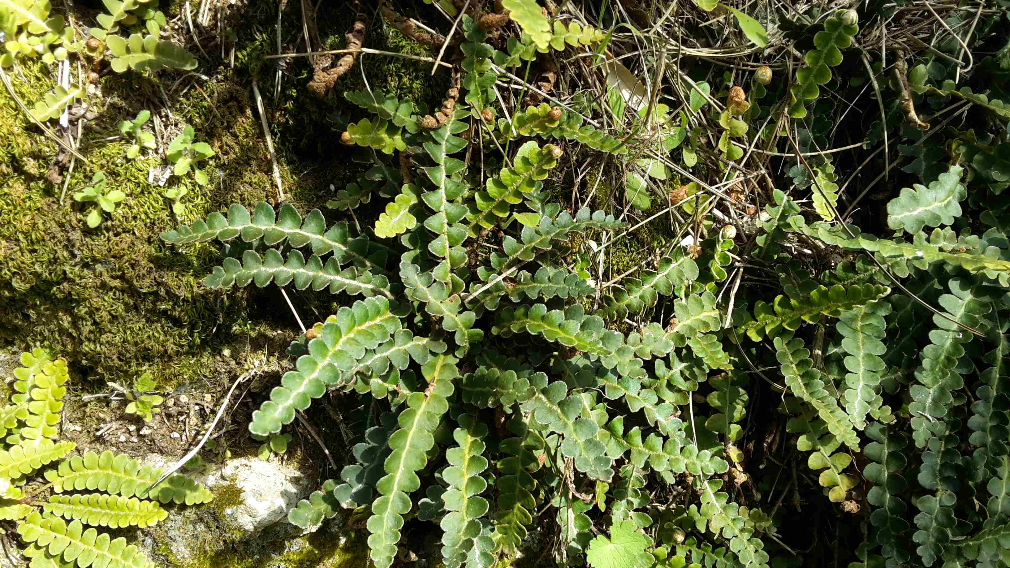 Dettaglio 1: Pianta fra le pietre del muretto