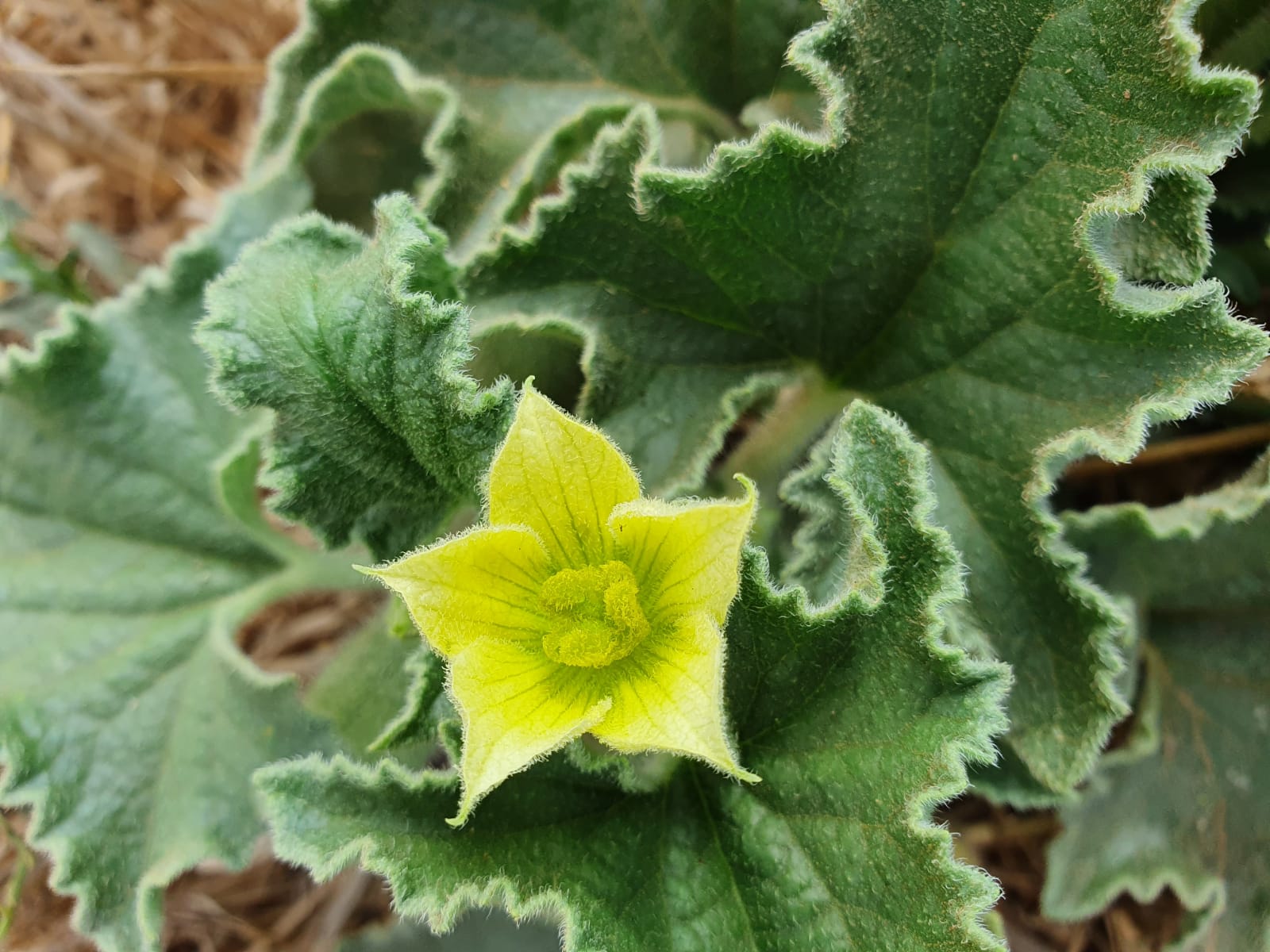 Dettaglio 1: Particolare del fiore