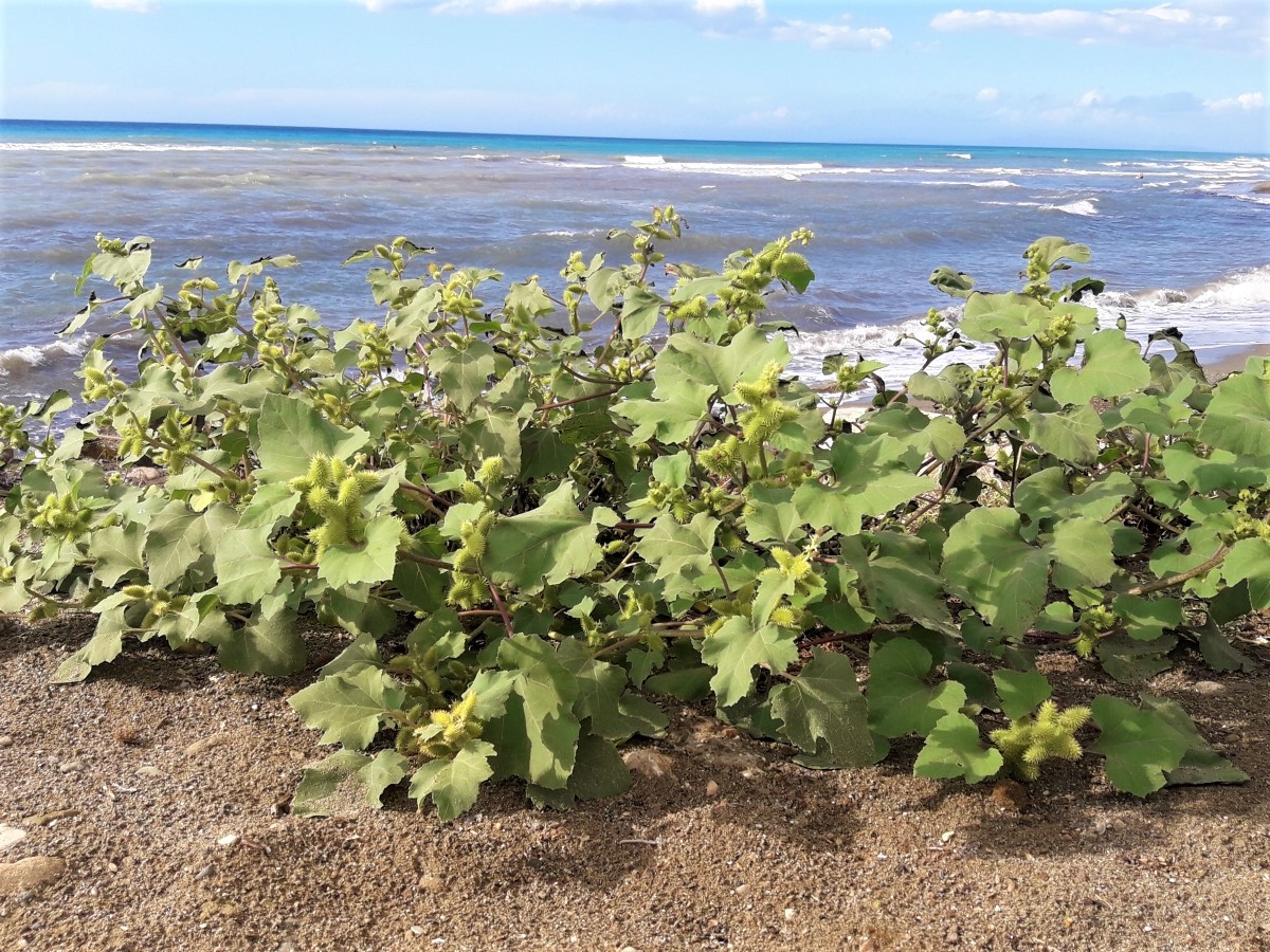 Foto dell'erba Xanthium  italicum