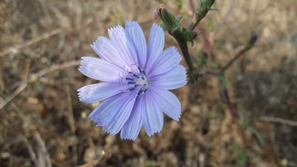 Dettaglio 1: Fiore di un bel colore celeste-lilla