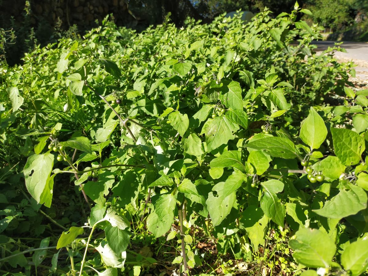 Foto dell'erba Solanum nigrum
