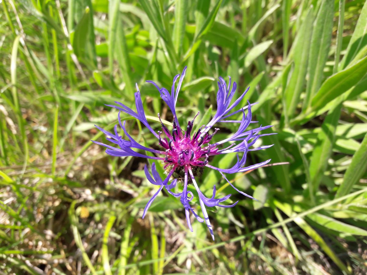 Dettaglio 1: Fiore