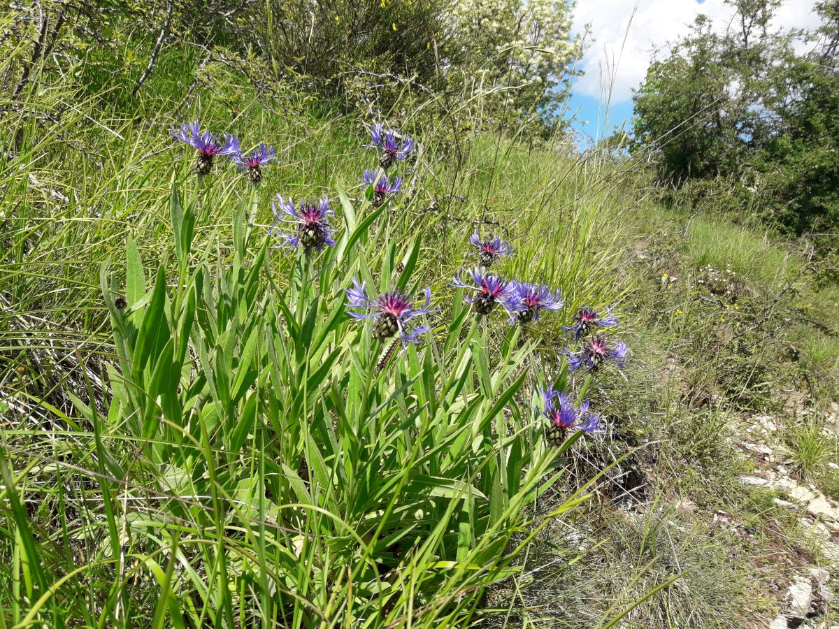Dettaglio 3: Pianta in ambiente