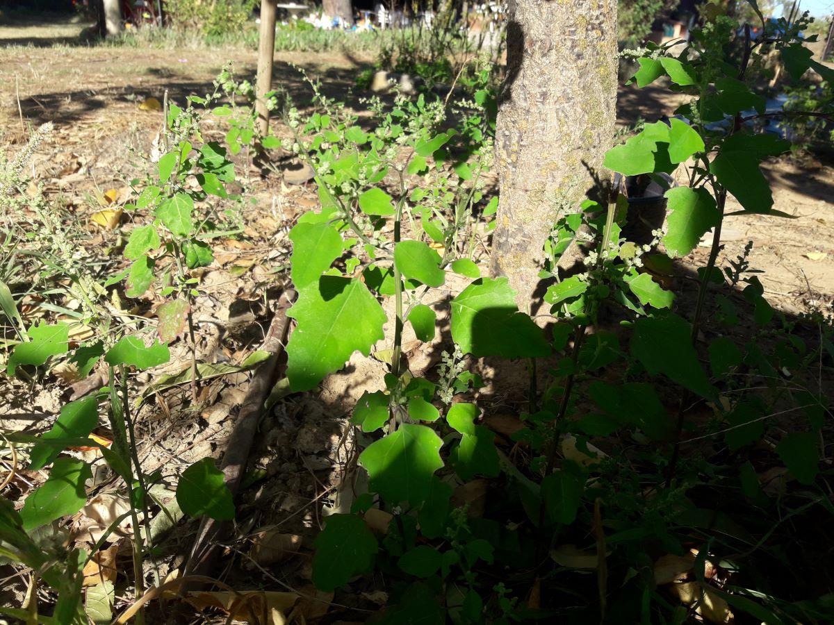 Dettaglio 3: Pianta in campo coltivato