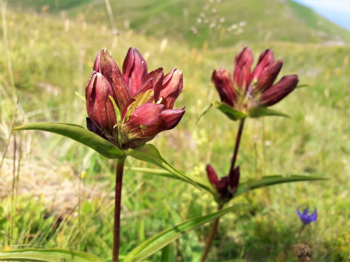 Foto dell'erba Gentiana purpurea