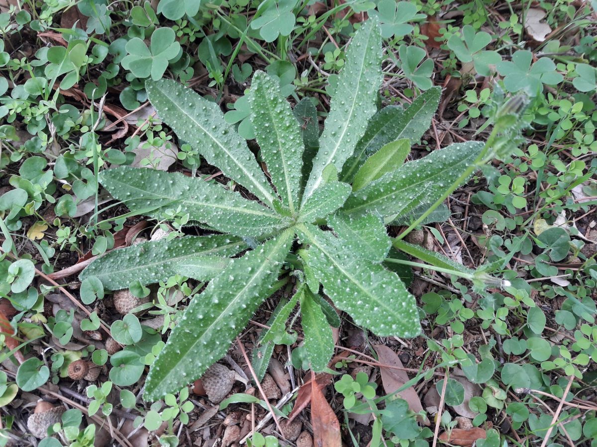 Foto dell'erba Helminthotheca echioides