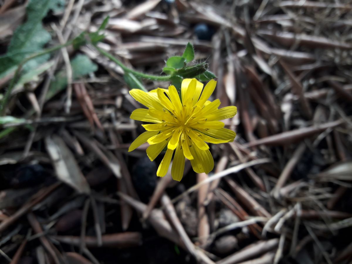 Dettaglio 1: Particolare del fiore
