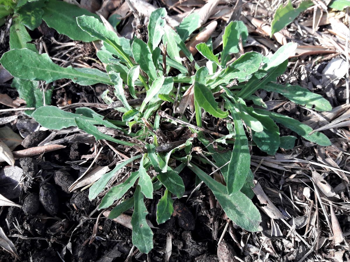 Foto dell'erba Reichardia picroides