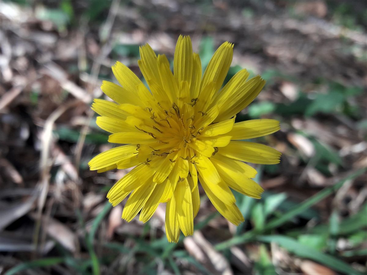 Dettaglio 1: Fiore