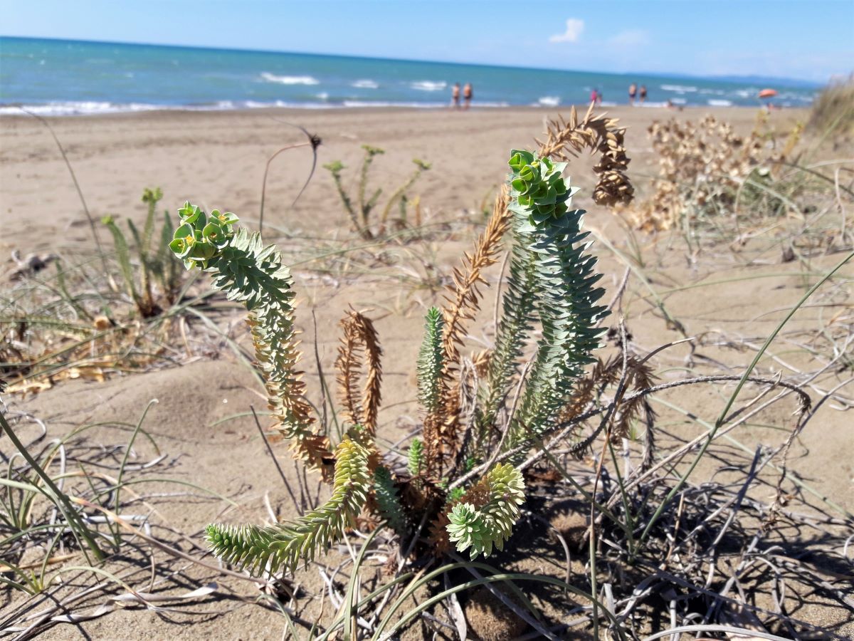 Foto dell'erba Euphorbia  paralias 