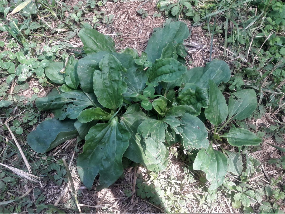 Foto dell'erba Plantago major