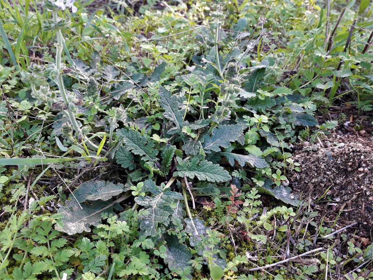 Foto dell'erba Salvia verbenaca