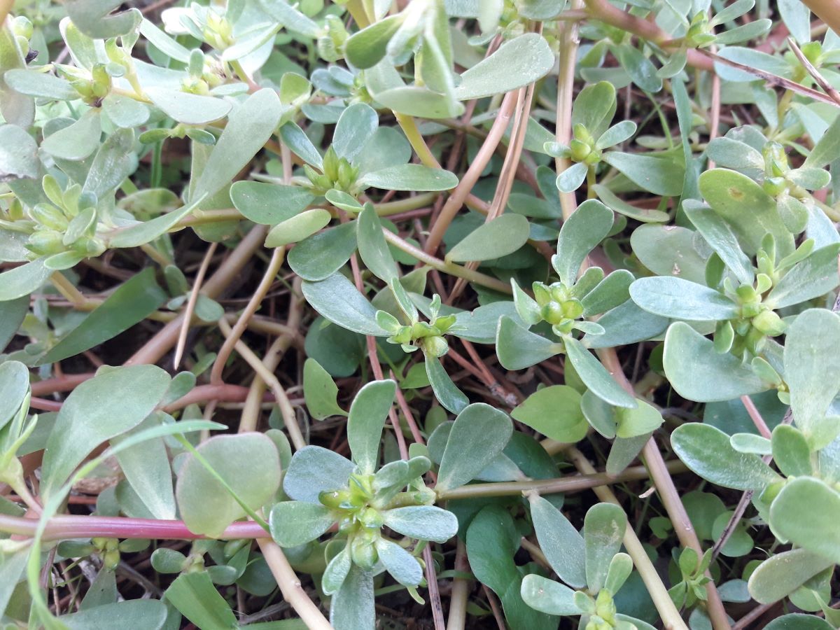 Foto dell'erba Portulaca oleracea