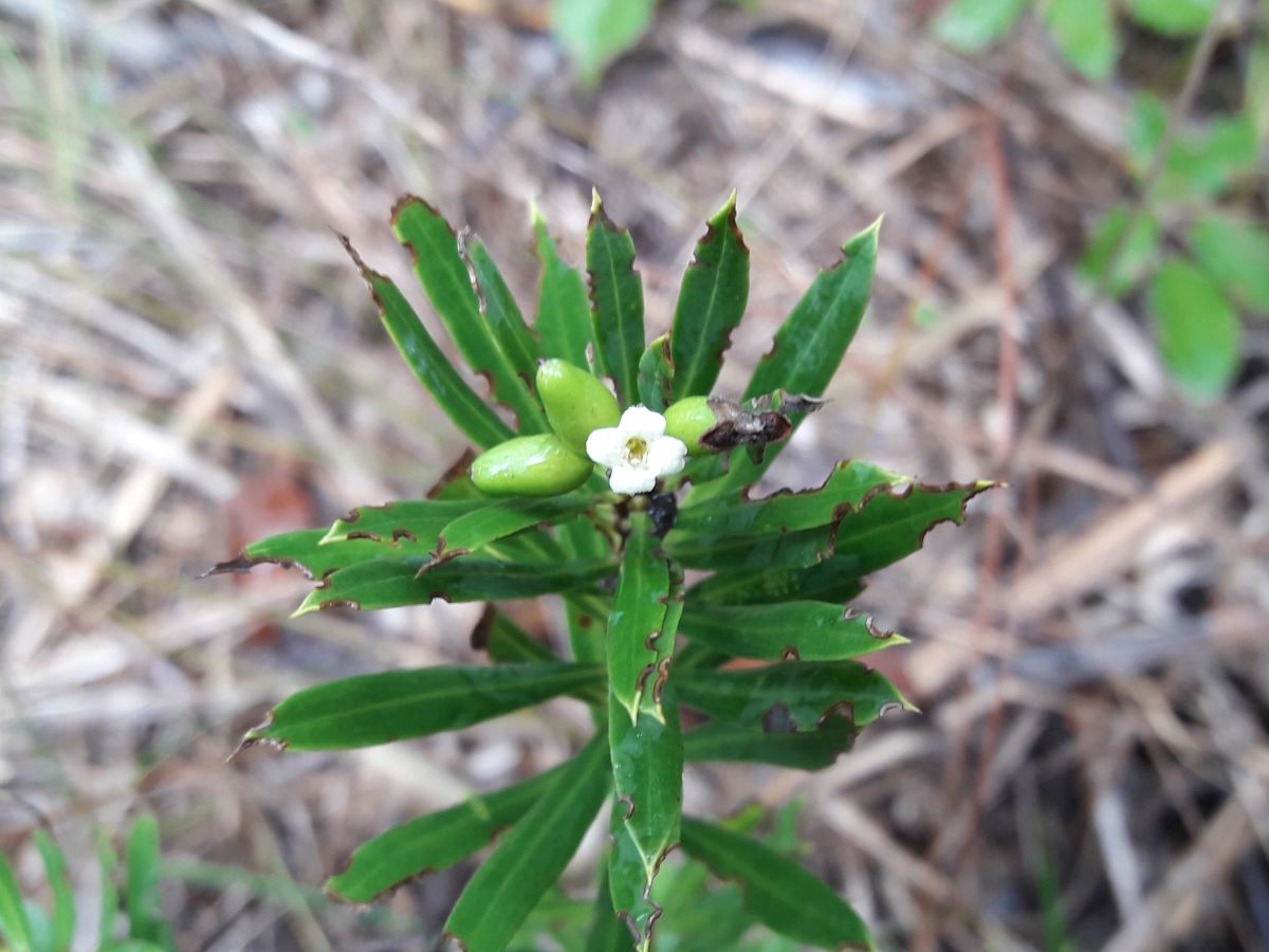 Dettaglio 1: Fiore