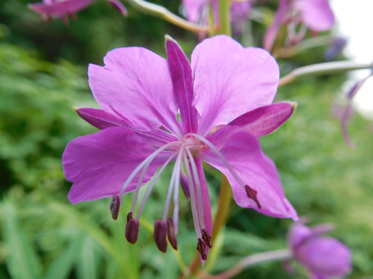 Dettaglio 1: Fiore