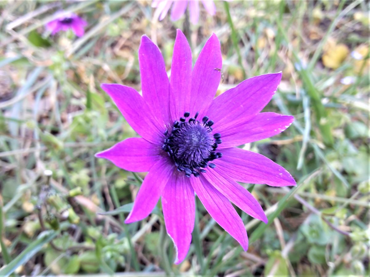 Dettaglio 1: Fiore