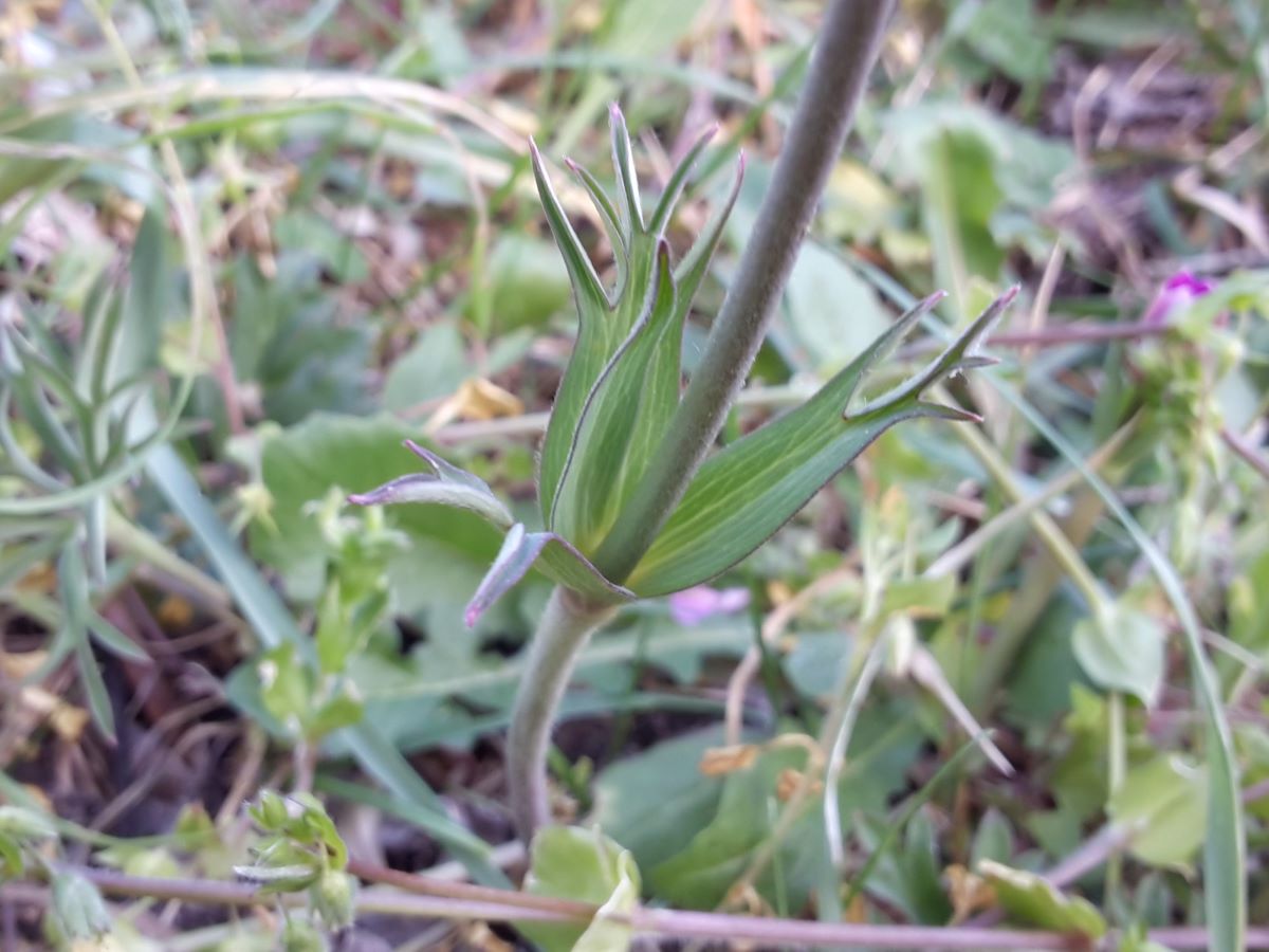 Dettaglio 2: Foglie cauline