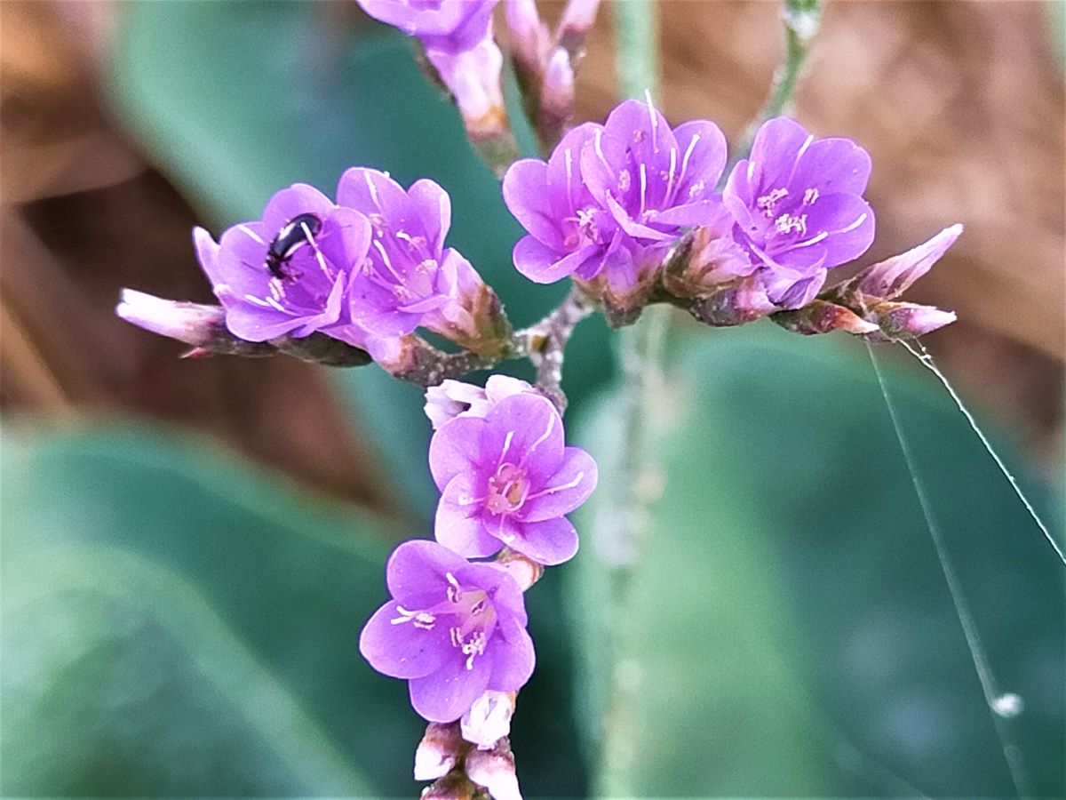Dettaglio 1: Macro dei fiori