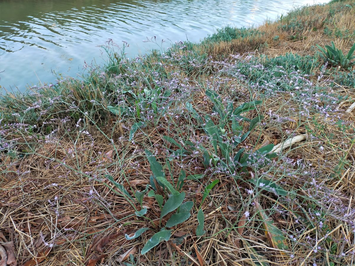 Foto dell'erba Limonium narbonense
