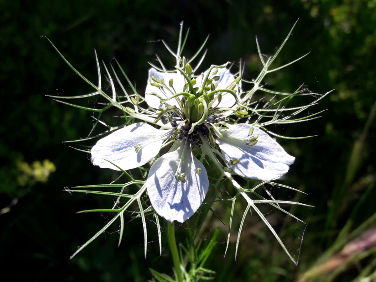 Dettaglio 1: Particolare del fiore