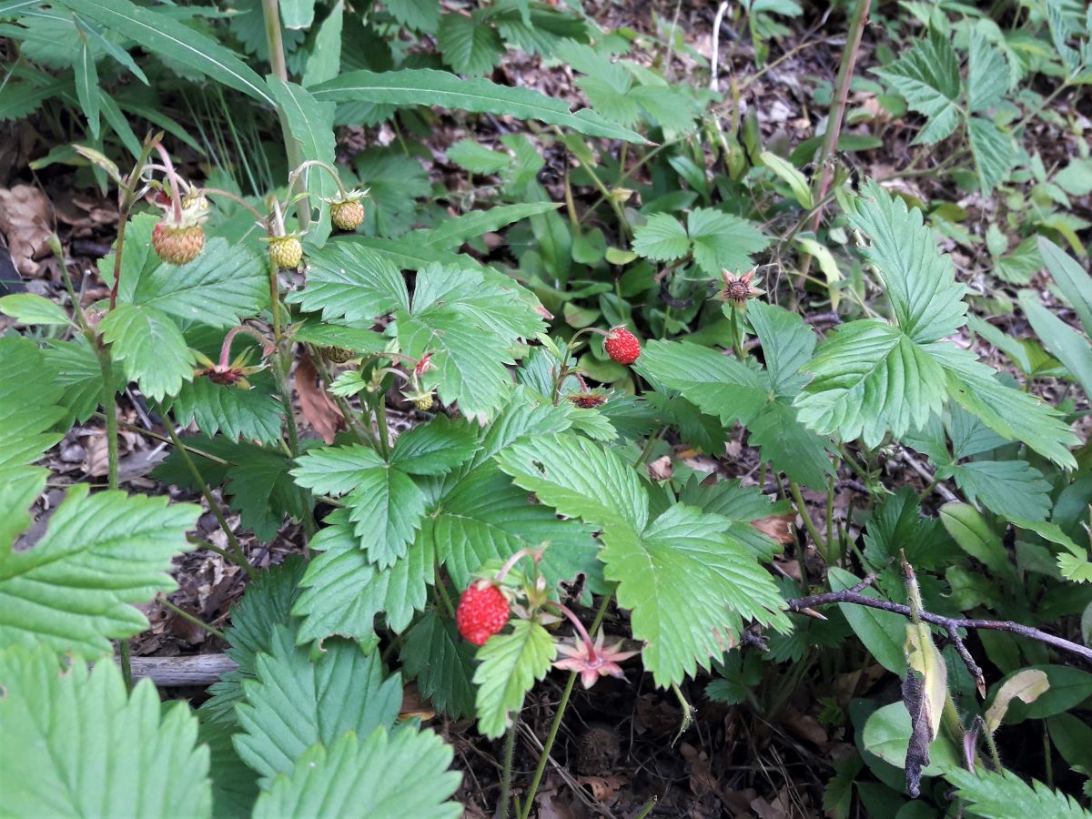 Foto dell'erba Fragaria vesca