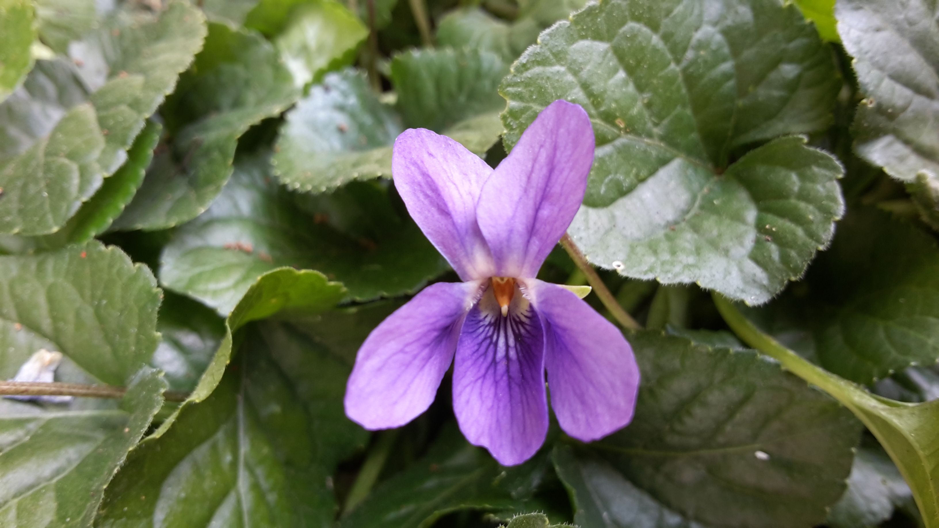 Dettaglio 3: Fiore con corolla zigomorfa