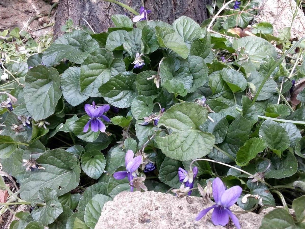 Foto dell'erba Viola odorata