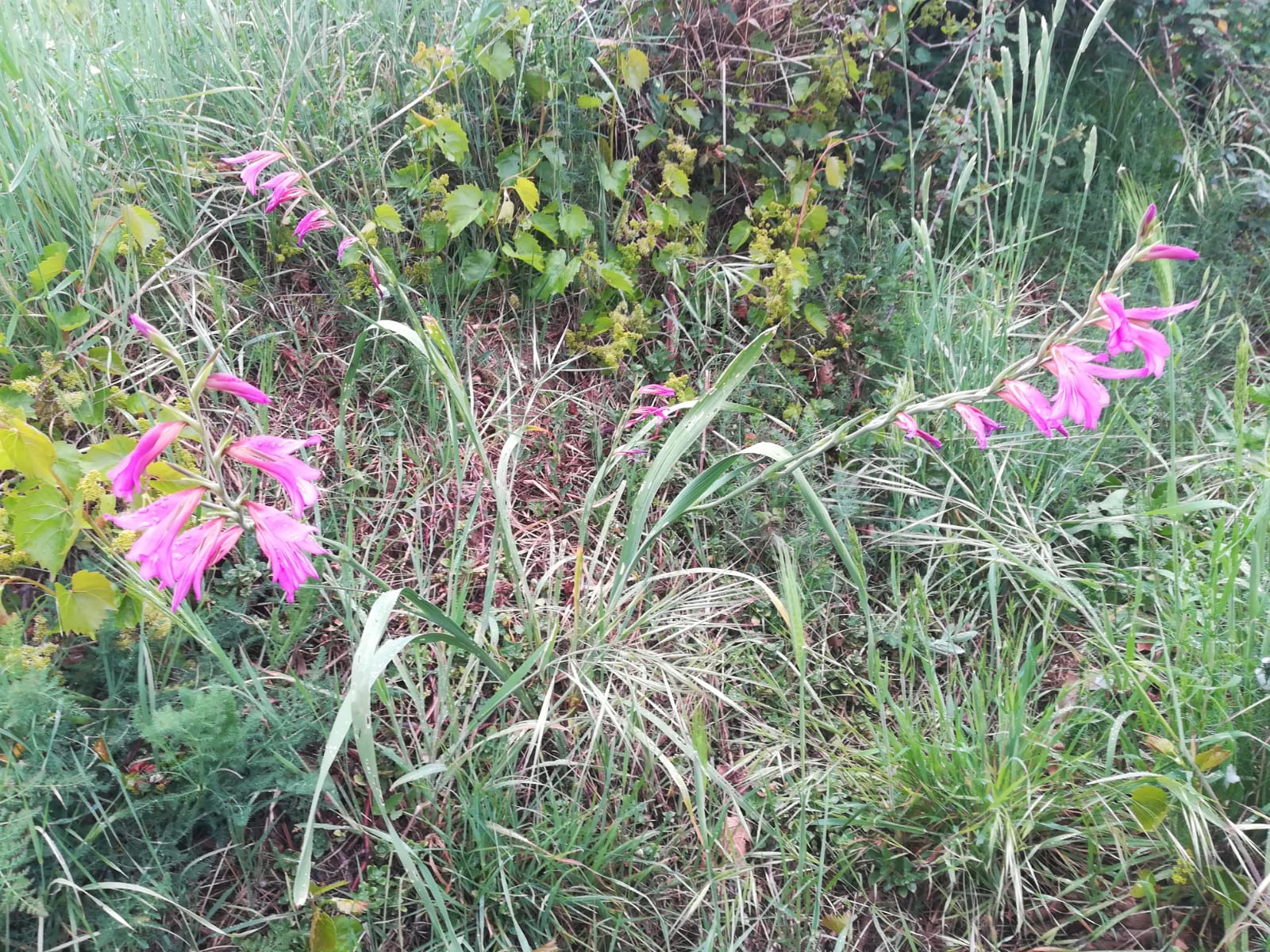 Foto dell'erba gladiolus italicus