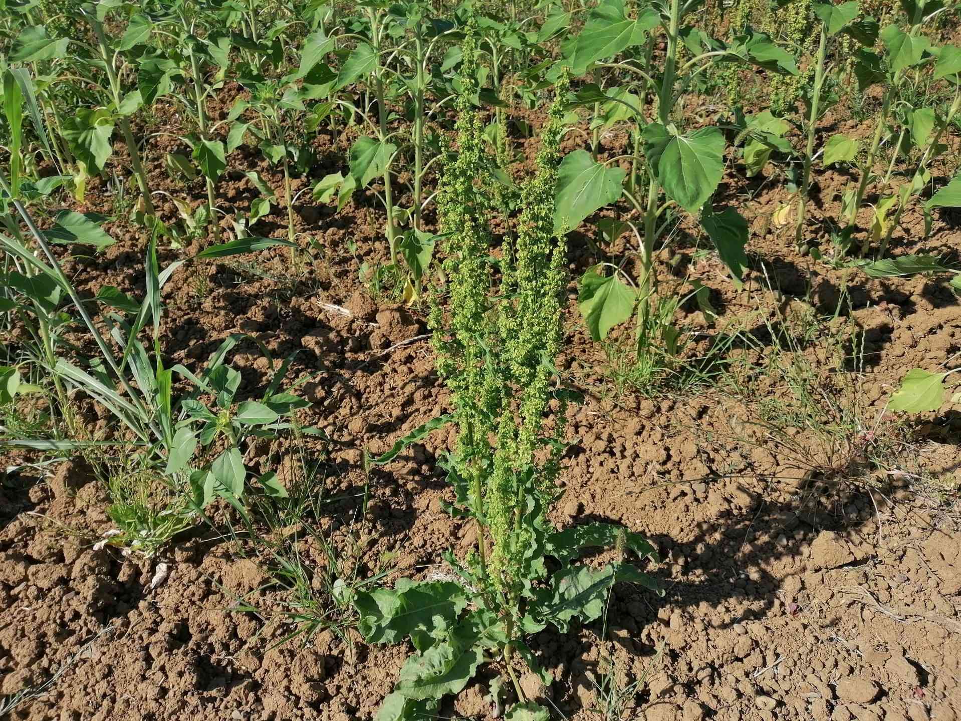 Foto dell'erba Rumex  crispus
