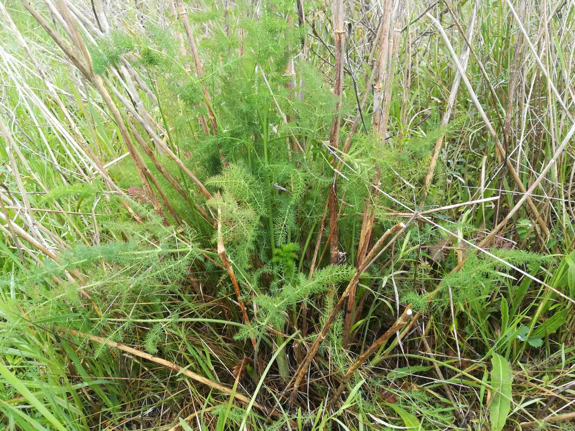 Foto dell'erba Foeniculum vulgare