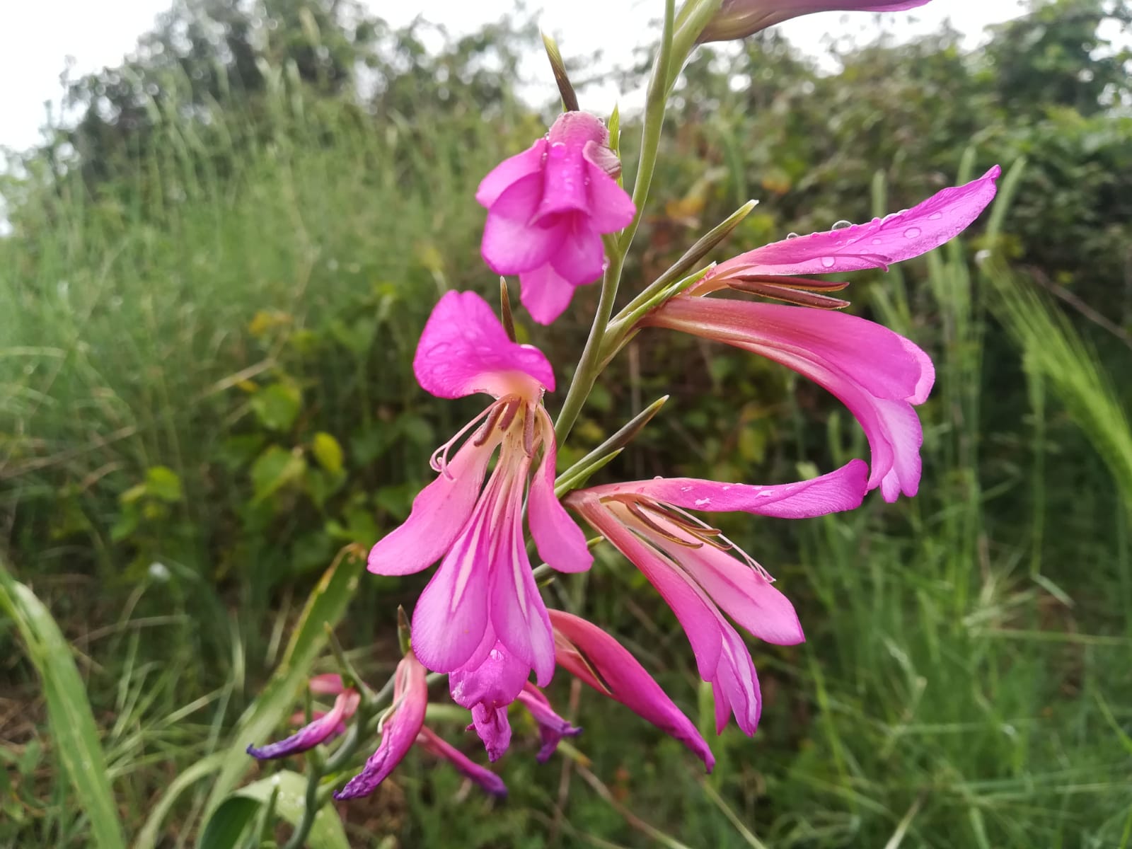 Dettaglio 2: Fiori