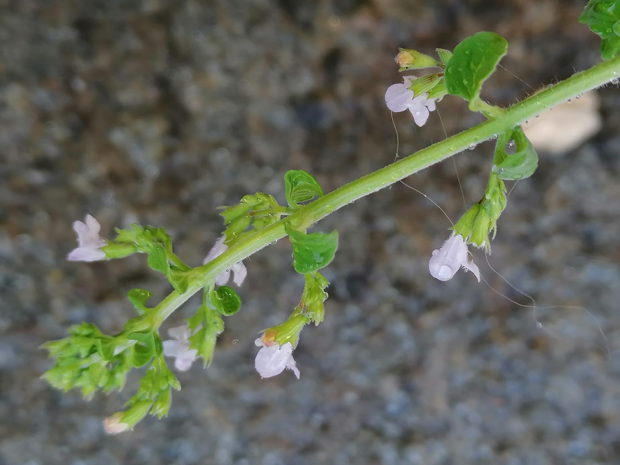 Dettaglio 3: Fiori