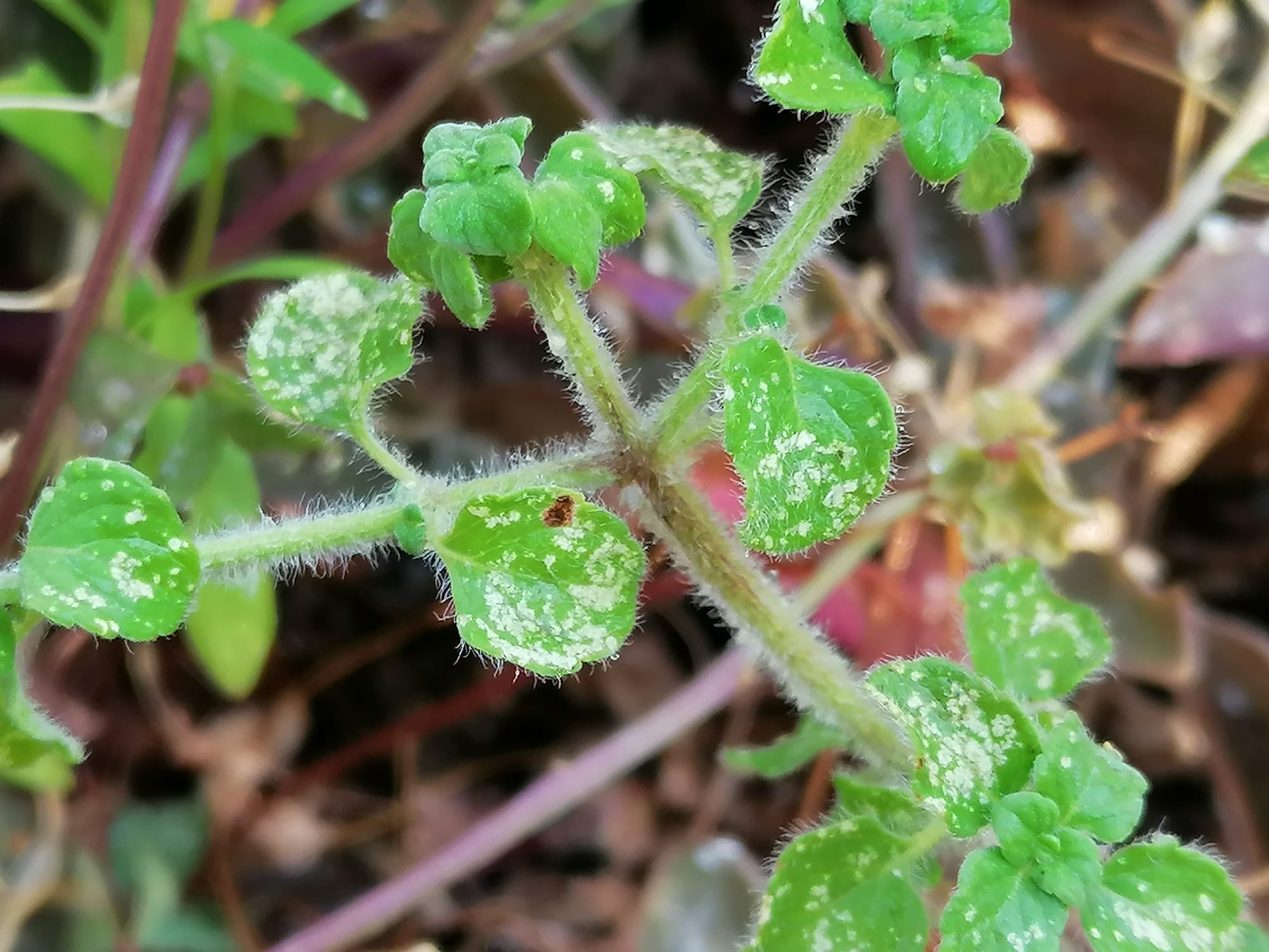 Dettaglio 1: Foglie