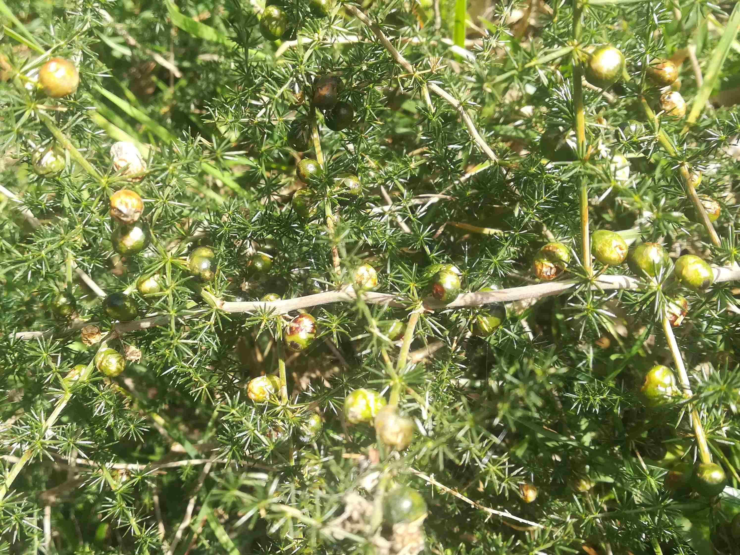 Dettaglio 3: Frutti (bacche) 